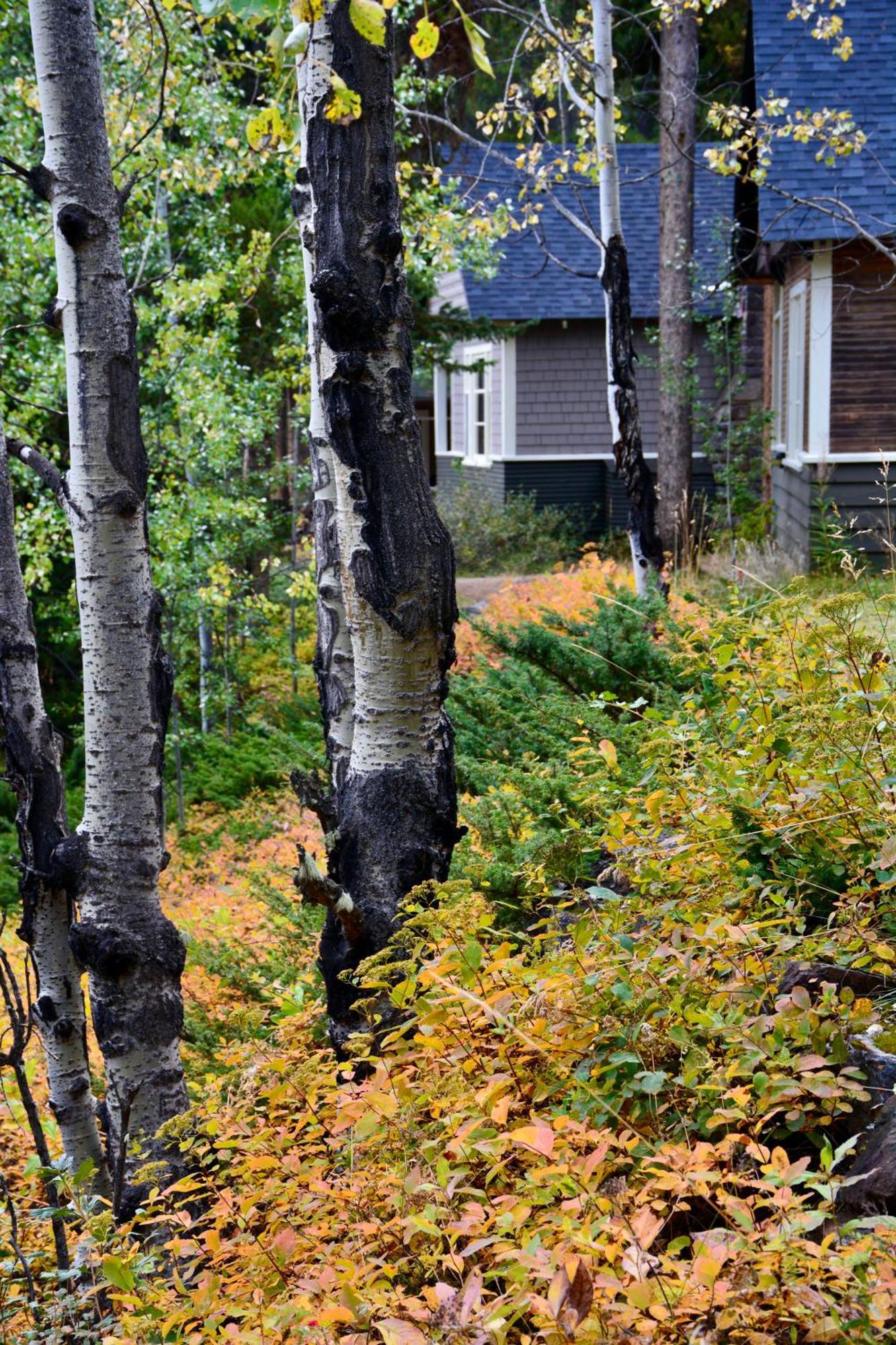 Johnston Canyon Lodge & Bungalows แคสเซิลจังก์ชัน ภายนอก รูปภาพ